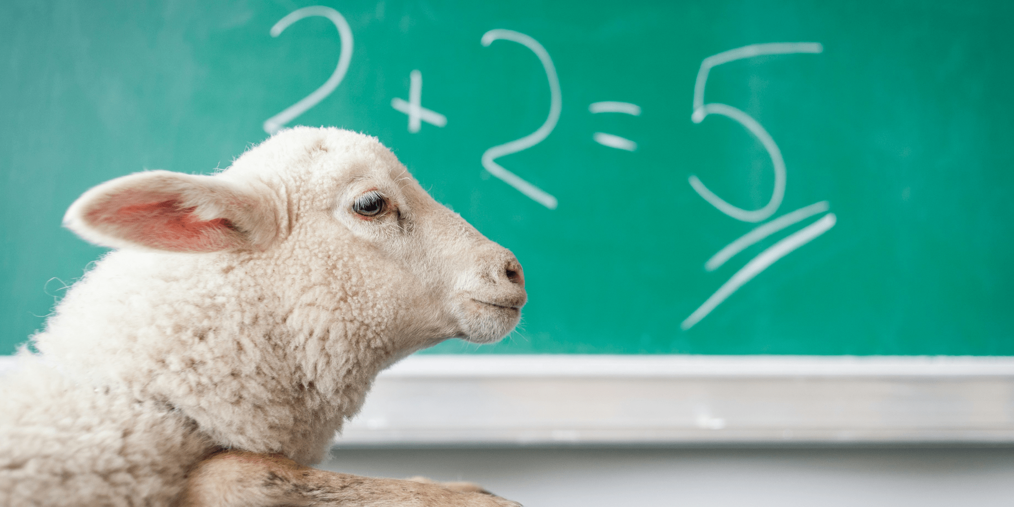 A sheep in front of a classroom blackboard with the calculation 2+2=5 written in white chalk